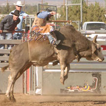 bull riding